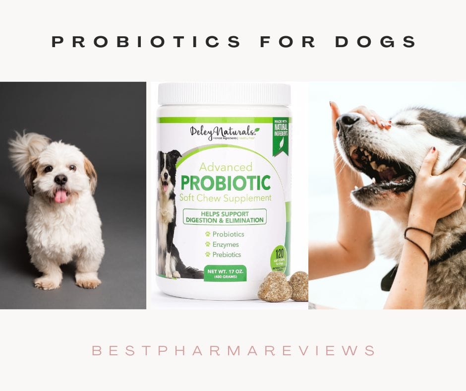 Best Probiotics for Dogs